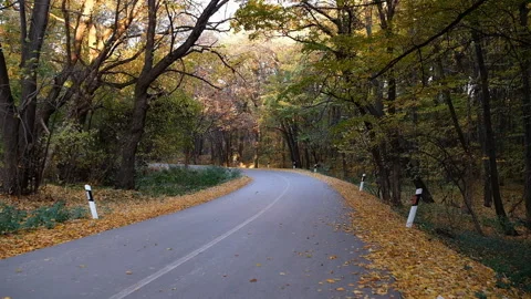 Empty Road Through Autumn Forest - Scenic Fall Foliage and Nature Drive Stock Footage 164063051