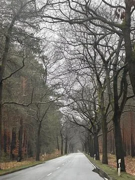 Empty Road Through Bare Trees in a Misty Forest Stock Photos