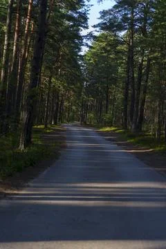 Empty road through dense pine forest with sunlight and shadows Stock Photos
