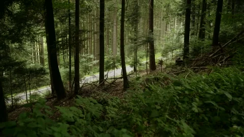 Empty Road Through a Forest Stock Footage 171242719