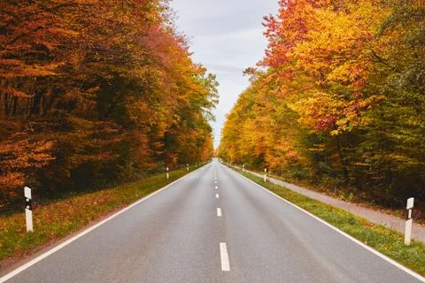 Empty road through a forest landscape scene with golden fall trees in Germany Stock Photos