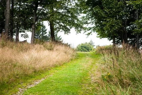 Empty road through forest Stock Photos