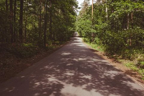 Empty road through the forest in summer Stock Photos