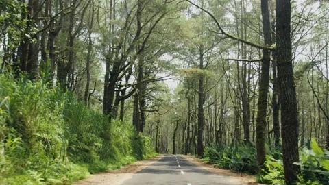 Empty road through lush green pine forest Stock Footage 303359002
