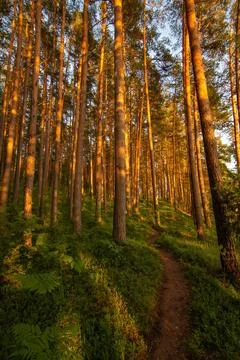 Empty Road through pine forest with real sun, beautiful summer evening, ver.. Stock Photos