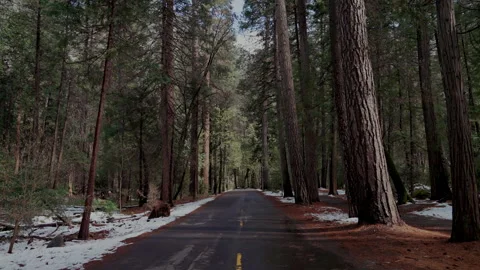Empty road through snowy pine forest Yosemite Stock-Footage 347986270