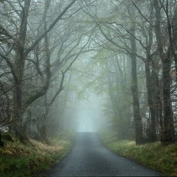 An empty road through trees in a strong morning fog Stock Photos