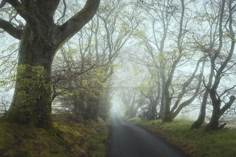 An empty road through trees in a strong morning fog Stock Photos