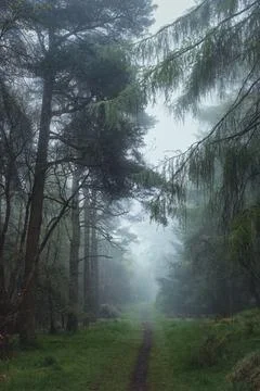An empty road through trees in a strong morning fog Stock Photos