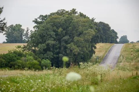 Empty road with trees on one side and power poles on the other, under cloudy Stock Photos