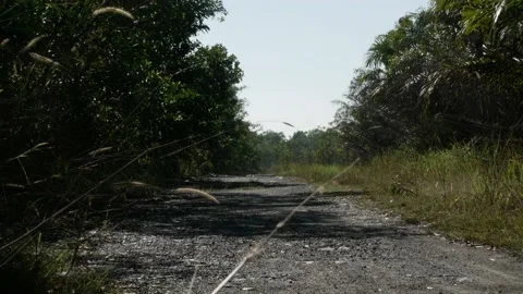 Empty road in tropical rural area through peatlands rainforest Stock Footage 157805482