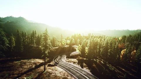 An empty road winding through a picturesque forest at sunset Ilustración de archivo