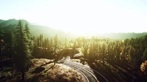 An empty road winding through a serene forest at sunset Ilustração Stock