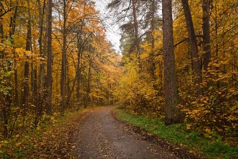 Empty road winding through vibrant autumn forest with tall trees and golden.. Stock Photos