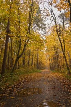 Empty road winding through vibrant autumn forest with tall trees and golden.. Stock Photos