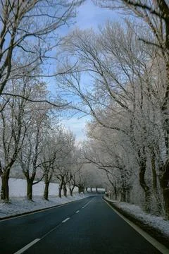 Empty road winding through a winter alley of frosty trees Stock Photos