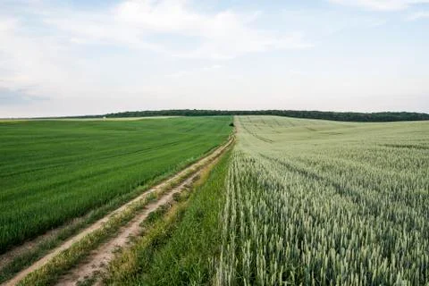 Empty road in young green wheat ears and oats on a beautiful field with evening Stock Photos