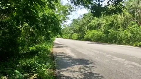 Empty road in Yucatan, Mexico Stock Footage