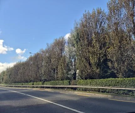 Empty roadside lined with trees under blue sky Stock Photos