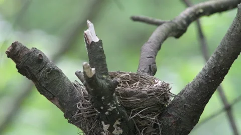 Empty Robins Nest Stock Footage 153825840
