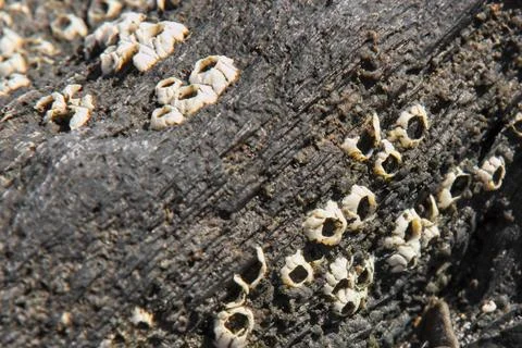 Empty Rock Barnacle (Semibalanus balanoides) shells Stock Photos