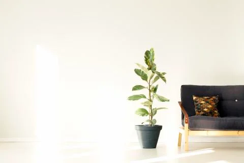 Empty room with ficus tree Stock-Fotos