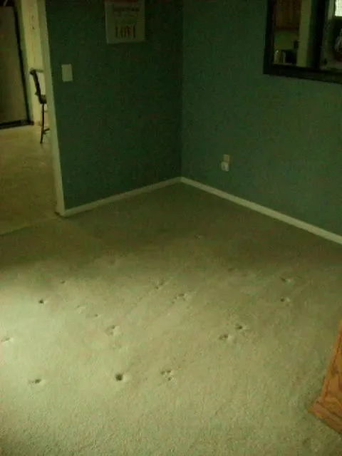 Empty room Video stock 279523246