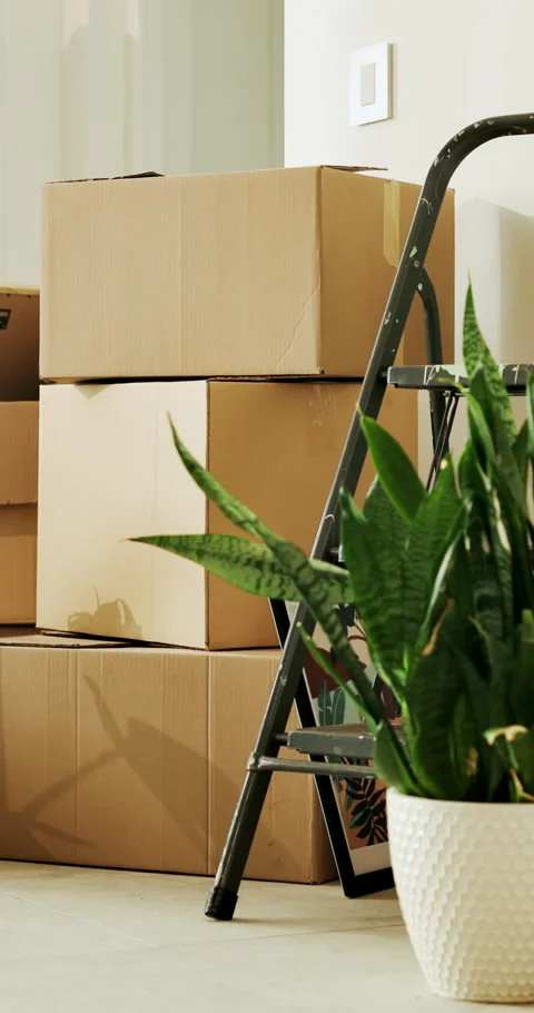 Empty room, home and boxes for moving, plants and property investment for Stock Footage 336845882