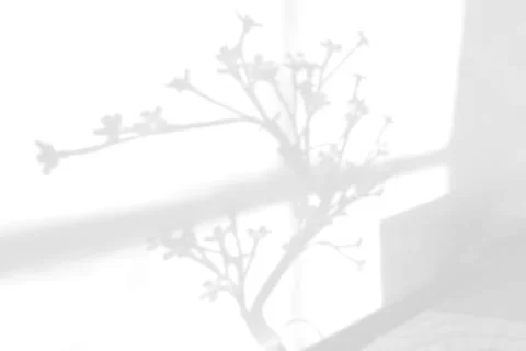 Empty room with shadows of flowers on wall background, Summer concept. Stock Photos