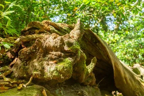 An empty, rotten tree, its trunk green and twisted with age. Stock Photos