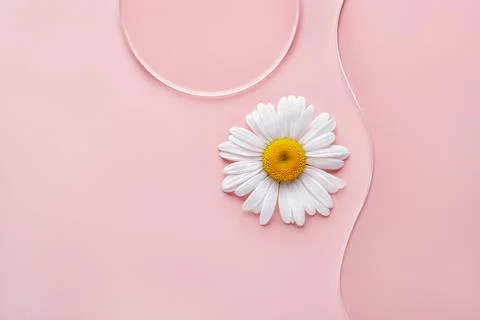 Empty round petri dish, wavy glass slide and chamomile flower on pink background Stock Photos