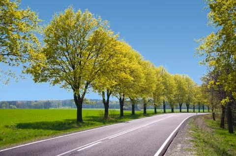 Empty route with trees on the hard shoulder Stock Photos