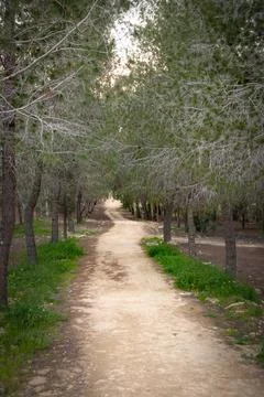 Empty rural hikking path in the forest below the pine trees Stock-Fotos