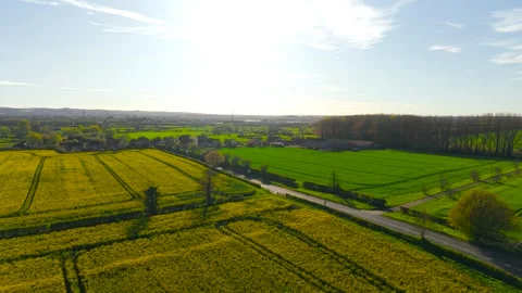 Empty rural road passing between blooming rapeseed fields and green farmland 库存影片 334662969