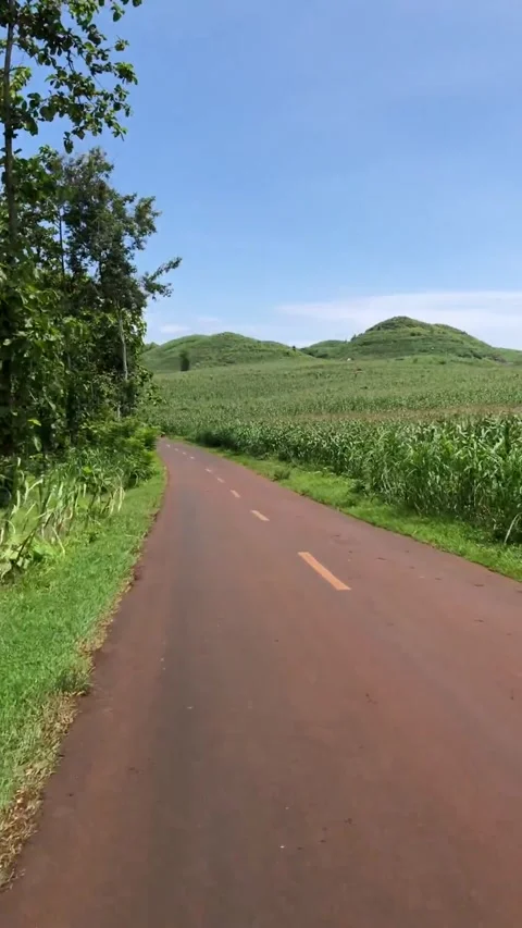 Empty Rural Road Passing Through Lush Cornfields Under Clear Blue Sky Stock Footage 307878618