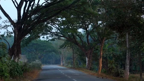Empty rural road passing through trees forming natural green tunnel Stock Footage 326988241