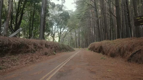 Empty rural road surrounded by tall pine trees at Olinda Forest Maui Hawaii. Stock Footage 142304175