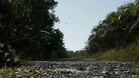 Empty rural road in the tropical peatlands rainforest Stock Footage 157805337