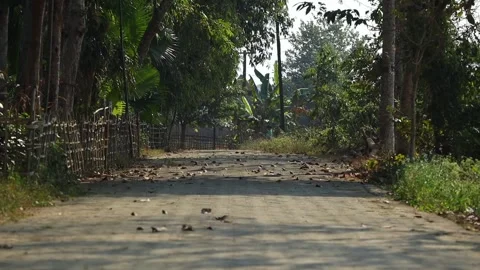 Empty Rural Village Road Surrounded by Trees in India. Stock Footage 325332553