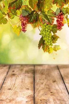 Empty rustic wooden table under hanging grape bunches and vine leaves for a.. Stock Photos