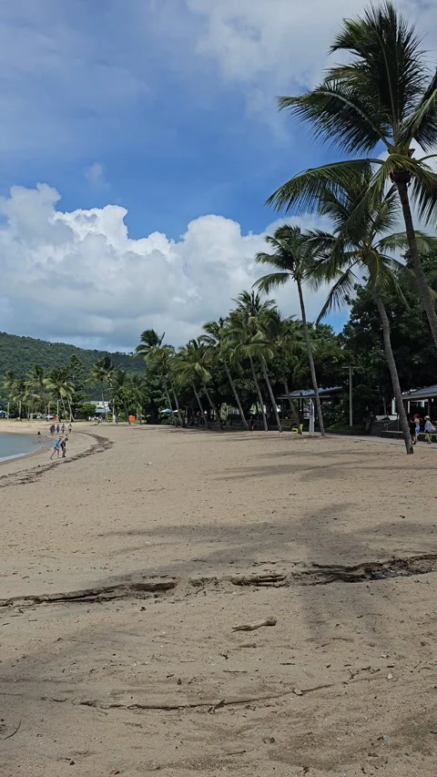 Empty sandy beach with palm trees, Australia Vertical 4K Stock-Footage 348254042