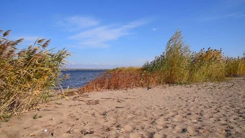 Empty sandy beach with reeds and bushes with yellow autumn leaves Stock Footage 118505868