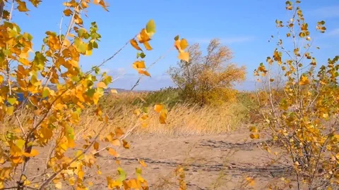 Empty sandy beach with reeds and bushes with yellow autumn leaves Stock Footage 118505879