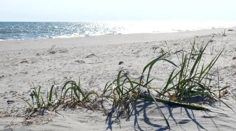An empty sandy sea beach Stock Footage 60120517