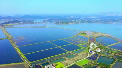 An empty scene of a large-scale freshwater crab aquaculture farm Stock Footage 324839367