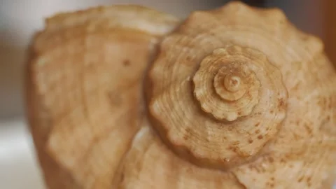 Empty sea mollusk shell close-up Stock Footage 281590418