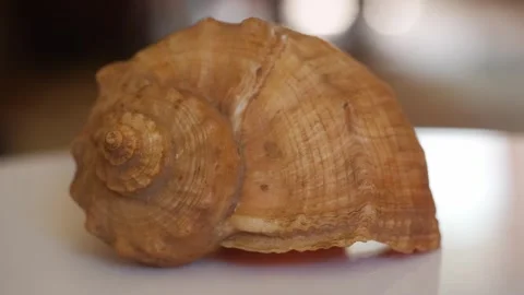Empty sea mollusk shell close-up Stock Footage 281590422
