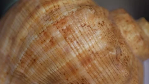 Empty sea mollusk shell close-up Stock Footage 281590434