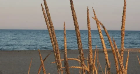 Empty sea ocean beach with beautiful sunset and wheat, field desert grain plant 動画素材 142887266