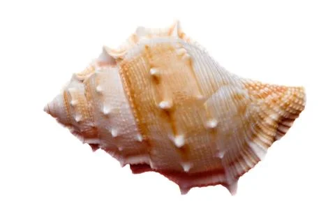 Empty sea shell Stock Photos